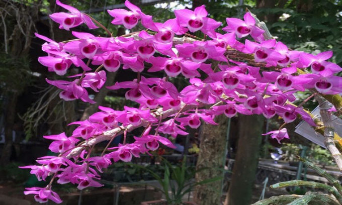 Top 10 loại lan rừng quý, hoa đẹp và thơm nên trồng trong vườn